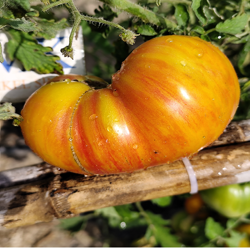 Tomate Suz's Beauty frø - kjøp på nett
