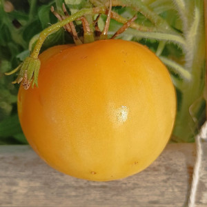 Tomate Dwarf Lemon Ice siemenet - osta verkosta