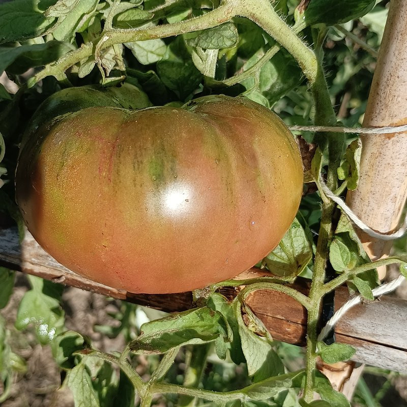 Tomate Dwarf Boronia frø - køb online