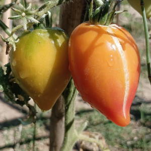 Tomate Marina's Praise seme - kupite online