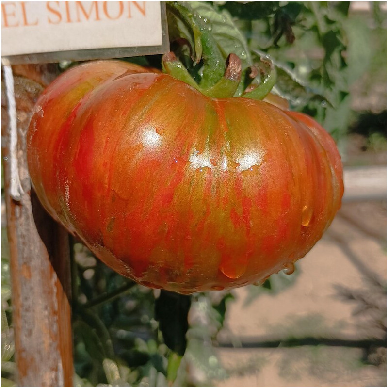 Tomate Siegel's Dark Stripe σπόροι - αγορά online