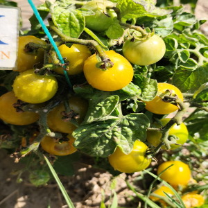 Tomate Fat Frog σπόροι - αγορά online