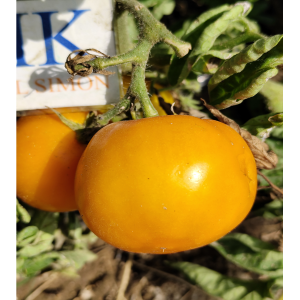 Tomate Utyonok Micro Dwarf semințe - cumpără online