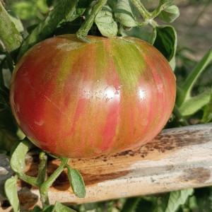 Tomate Dwarf Noah's Stripes frø - køb online