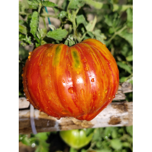 Tomate Dwarf Stony Brook Heart zaden kopen