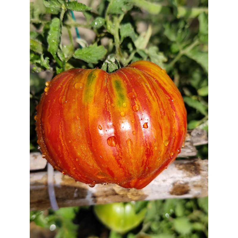 Tomate Dwarf Stony Brook Heart frø - kjøp på nett