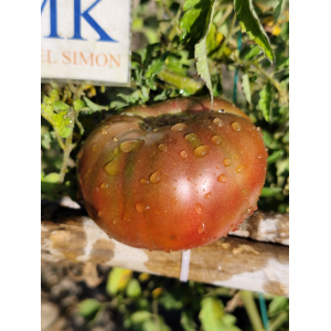 Tomate Dwarf Maralinga Samen kaufen