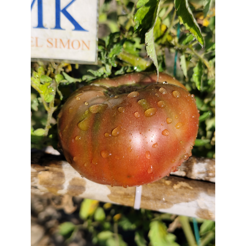 Tomate Dwarf Maralinga semințe - cumpără online