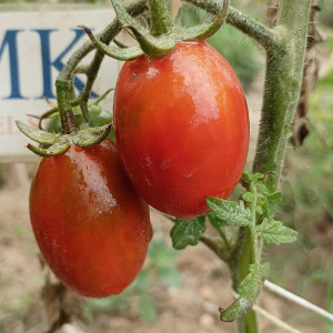 Tomate Kozula 133 seme - kupite online