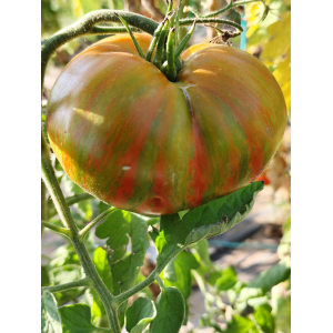 Tomate Kozula 224 seeds - buy online