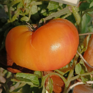 Acheter graines Tomate Dwarf Choemato