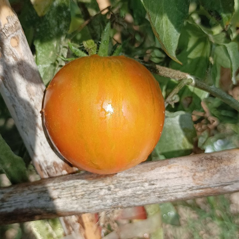 Tomate Dwarf Jeremy's Striped seeds - buy online