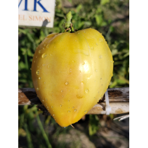 Tomate Eva Yellow Heart — купить семена