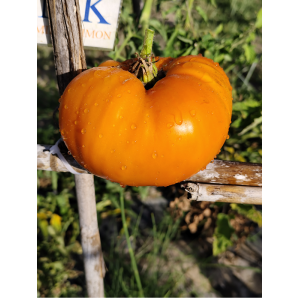 Acheter graines Tomate Pomaranch