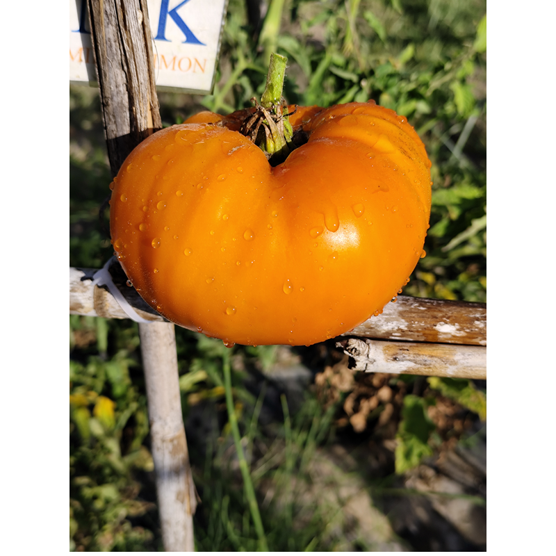 Tomate Pomaranch semințe - cumpără online