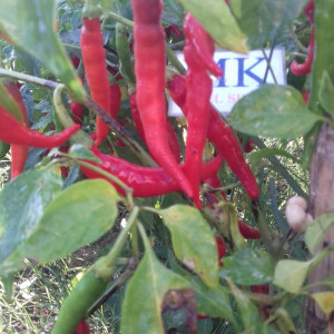 CAYENNE, cosecha propia frön - köp online