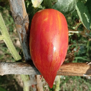 Tomate Bella semena - koupit online
