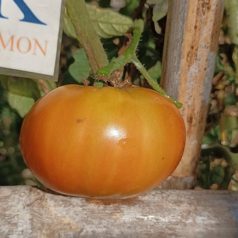 Tomate Mega Marv semena - nakup prek spleta