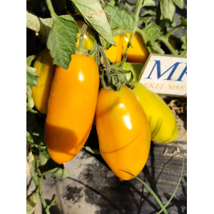 Tomate Palmira frön - köp online