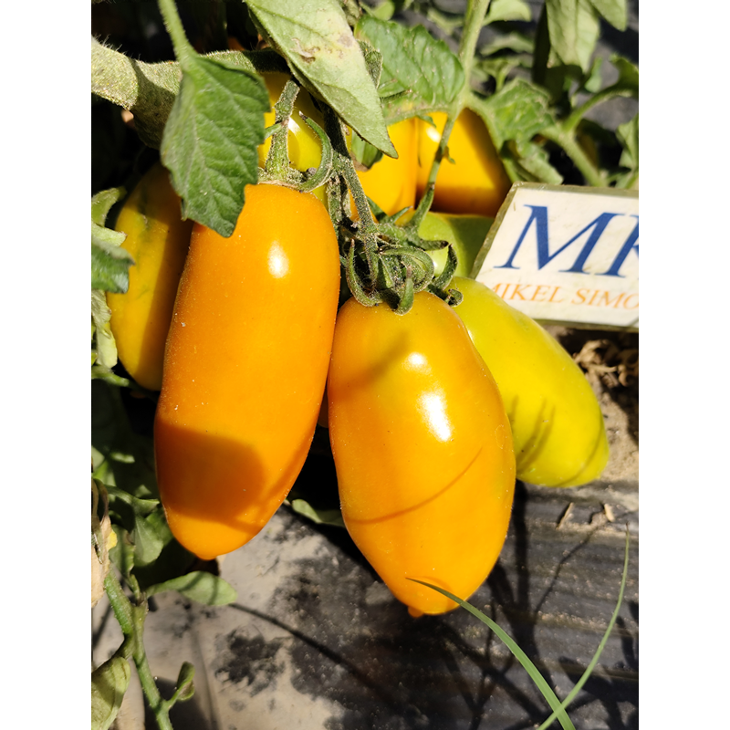 Tomate Palmira sementes - comprar online