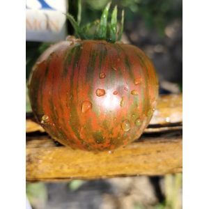 Tomate Kozula 128 semena - nakup prek spleta