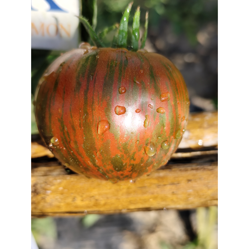 Tomate Kozula 128 semințe - cumpără online