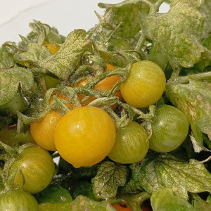 Tomate Sinica (herrerillo) sėklos - pirkti internetu