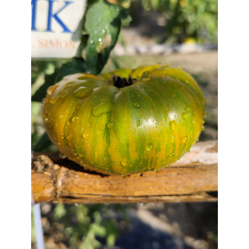 Tomate Jarson 18 seme - kupite online