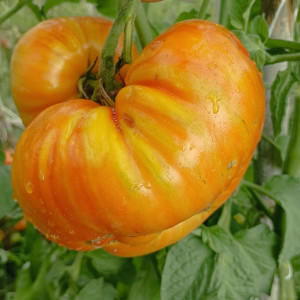 Tomate Dwarf Beauty Suisse frø - køb online
