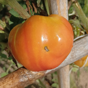 Tomate Golden Mountains Medeo насіння - купити онлайн