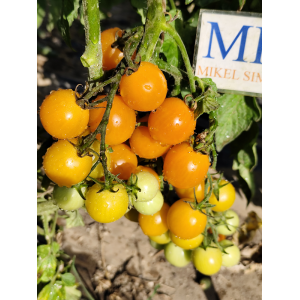 Tomate Abricotin Samen kaufen