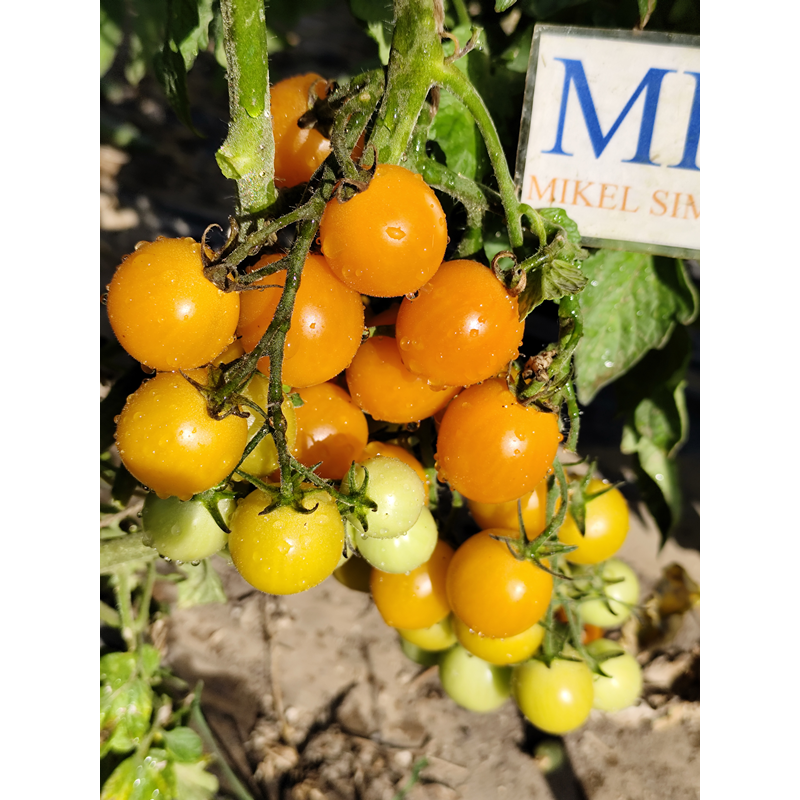 Tomate Abricotin seme - kupite online