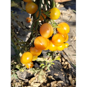 Tomate Colibri Yellow semena - koupit online