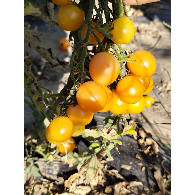 Tomate Colibri Yellow semi - acquista online