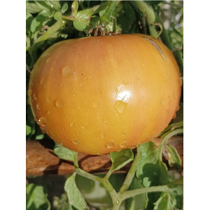 Tomate Jarson 9/1, 10 semillas - comprar semillas de tomate