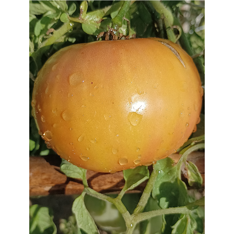 Tomate Jarson 9/1 frø - kjøp på nett