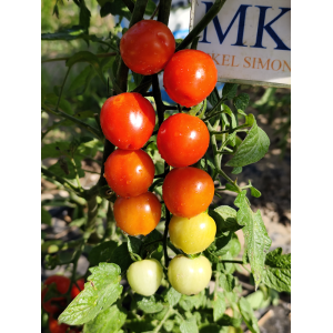 Tomate Cherry Berry Rojo seemned - osta veebist