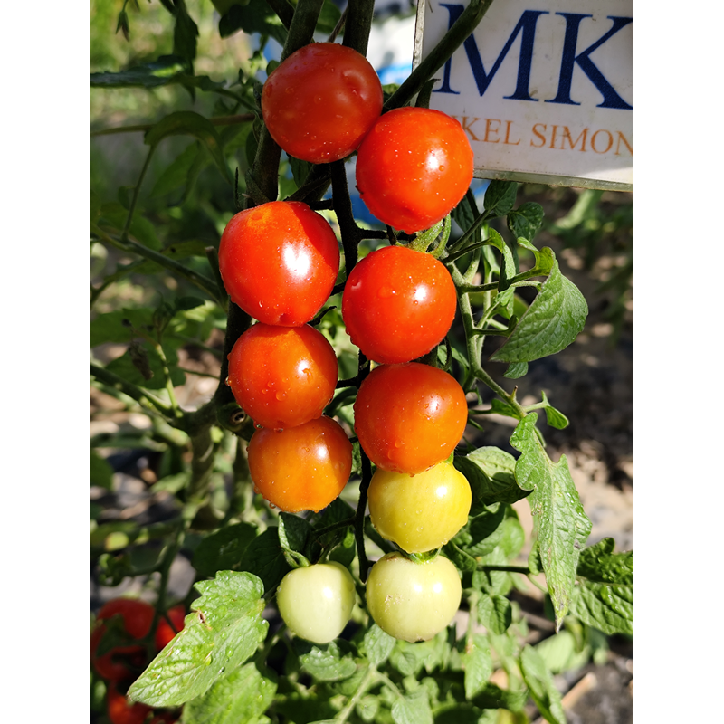 Tomate Cherry Berry Rojo seemned - osta veebist