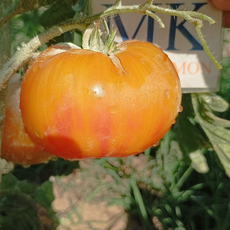 Tomate Dirty Little Chicken семена - купи онлайн