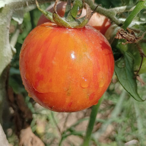 Tomate Red Zebra semi - acquista online
