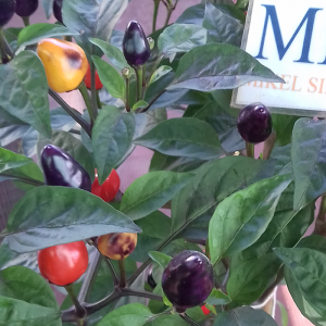 AJI de JARDIN, ORNAMENTAL, cosecha propia semi - acquista online