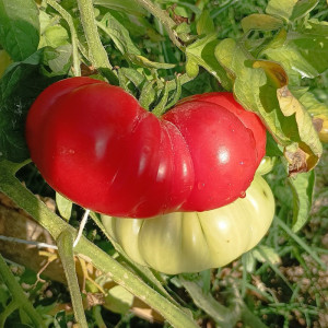 Tomate Costoluto Genovese семена - купи онлайн