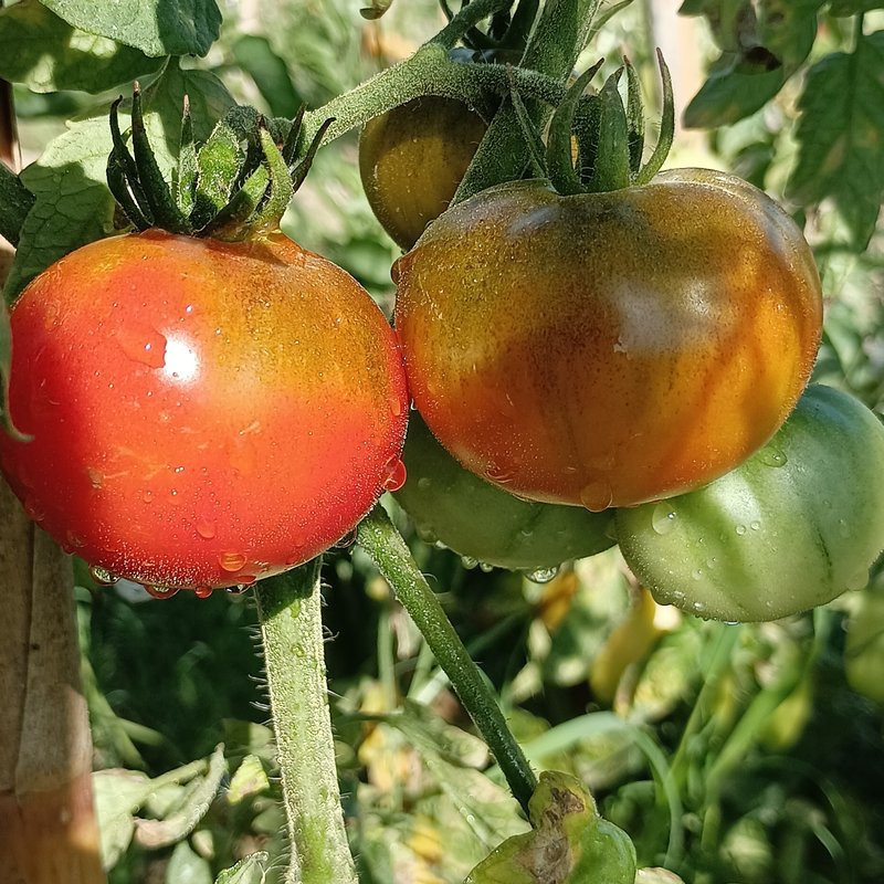 Tomate Carbon semințe - cumpără online