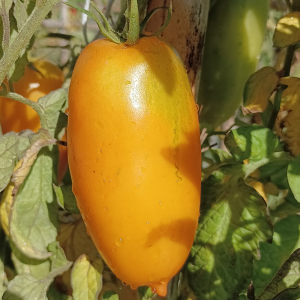 Tomate Roman Candle semena - nakup prek spleta