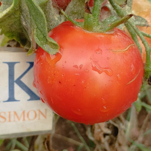 Tomate Burbank — купить семена
