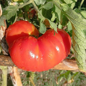 Tomate Corazon De Res frön - köp online