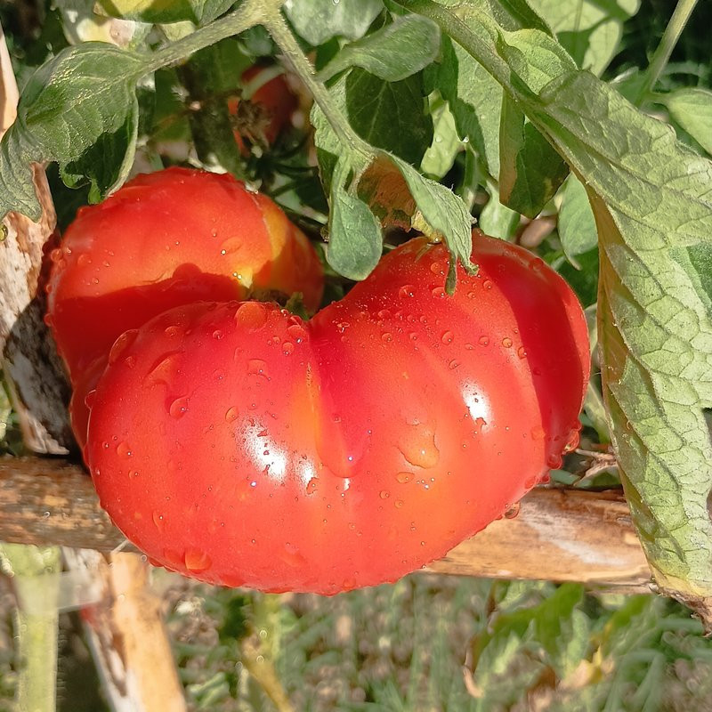 Tomate Corazon De Res семена - купи онлайн