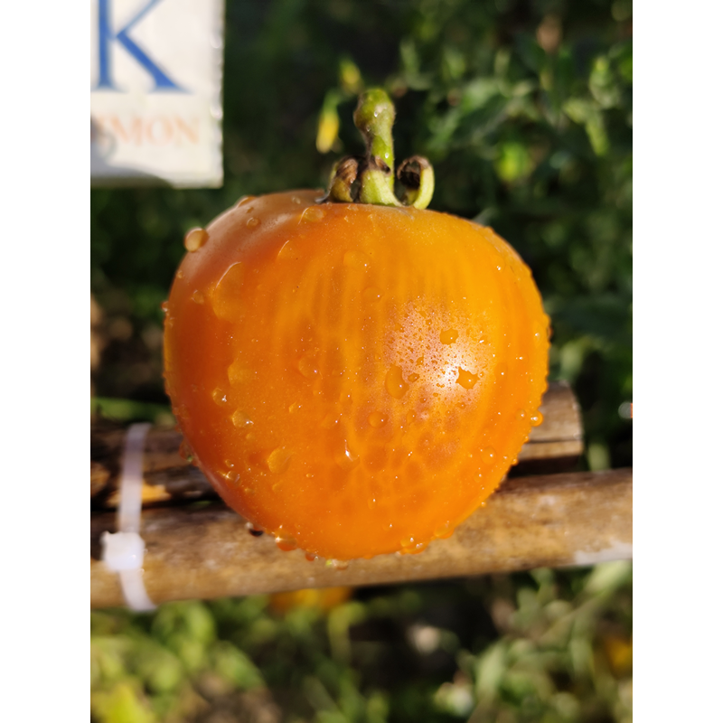 Tomate Golden Jubilees Samen kaufen