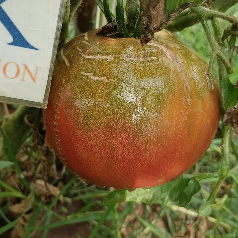 Tomate Cherokee Chocolate seme - kupite online