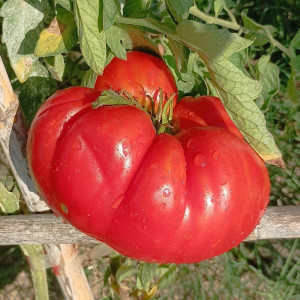Tomate Santa Lucia sementes - comprar online